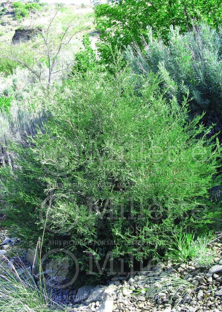 Juniperus scopulorum (Juniper conifer) 1