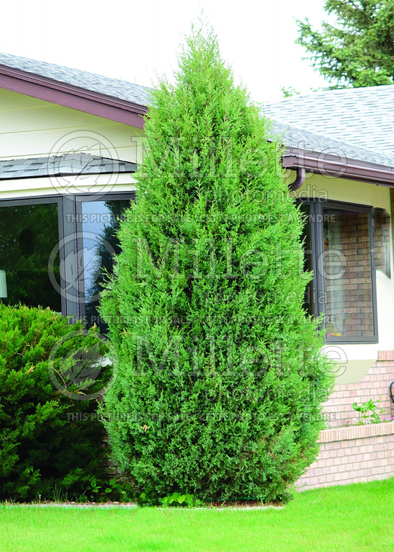 Juniperus scopulorum (Juniper conifer) 2