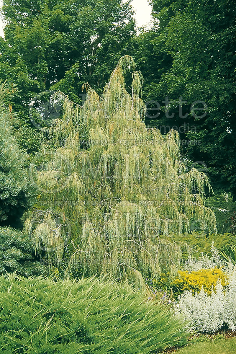 Juniperus Tolleson's Green Weeping (Juniper conifer) 1