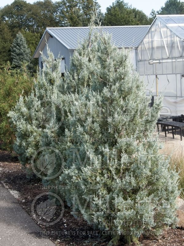 Juniperus Wichita Blue (Juniper conifer) 4