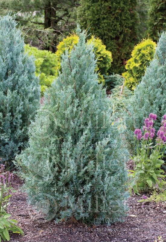 Juniperus Wichita Blue (Juniper conifer) 2