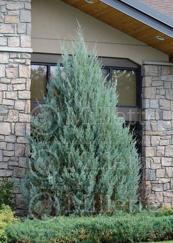 Juniperus Wichita Blue (Juniper conifer) 1