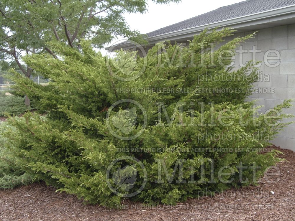 Juniperus Sea Green (Juniper conifer) 6 