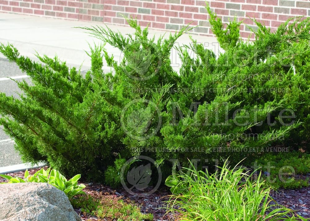 Juniperus Sea Green (Juniper conifer) 9 