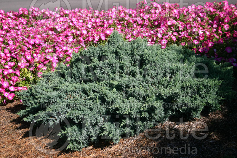 Juniperus Blue Star (Juniper conifer) 1