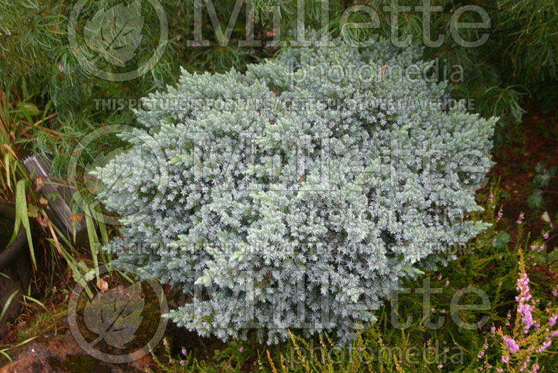 Juniperus Blue Star (Juniper conifer) 2