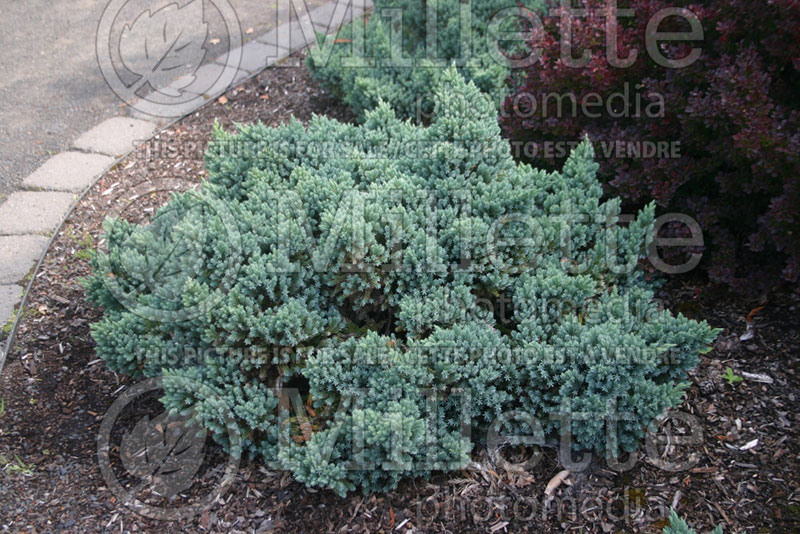 Juniperus Blue Star (Juniper conifer) 3