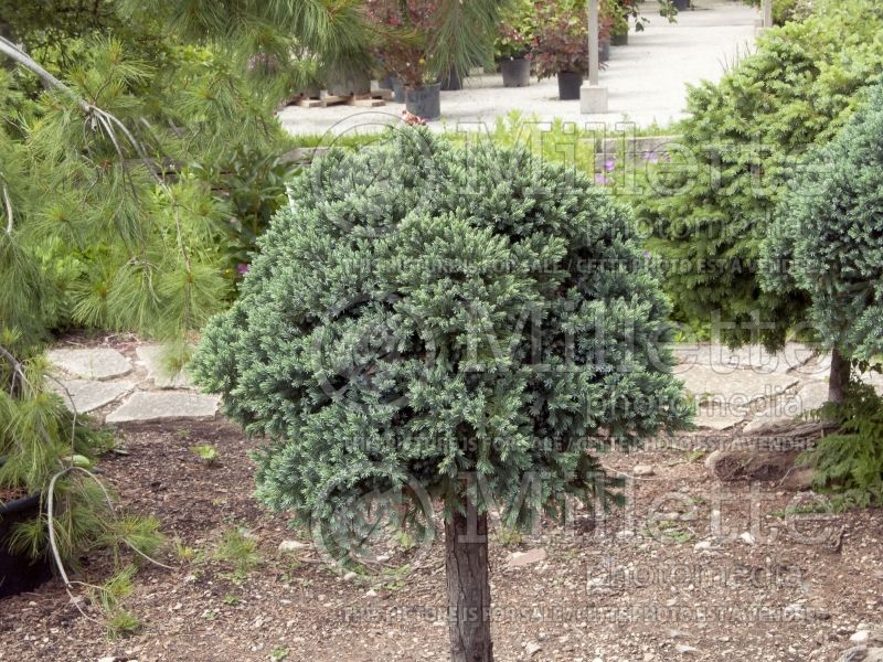 Juniperus Blue Star (Juniper conifer) 7