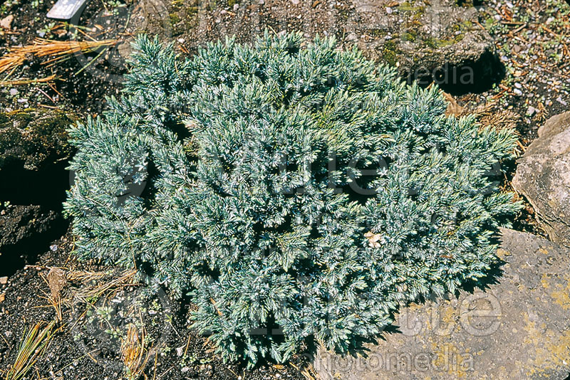 Juniperus Blue Star (Juniper conifer) 5