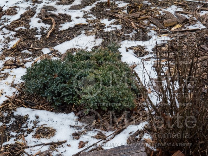 Juniperus Blue Star (Juniper conifer) 8