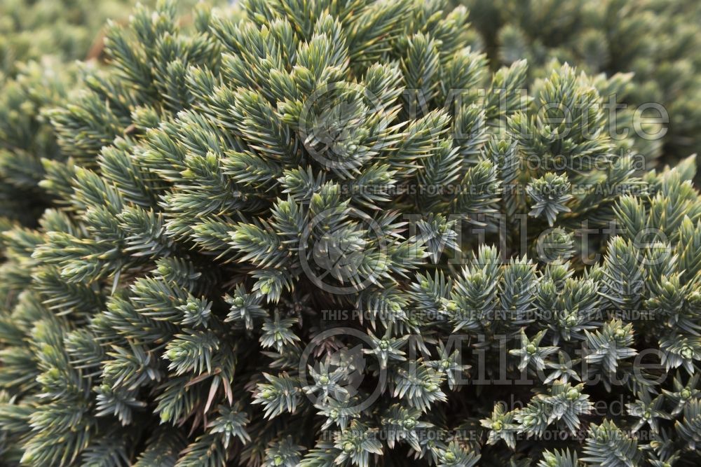 Juniperus Blue Star (Juniper conifer) 10