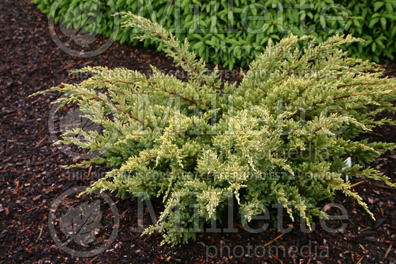 Juniperus Dream Joy (Juniper conifer) 1