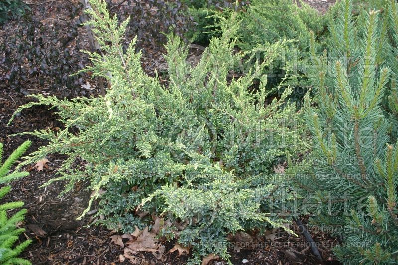 Juniperus Holger (Juniper conifer) 1