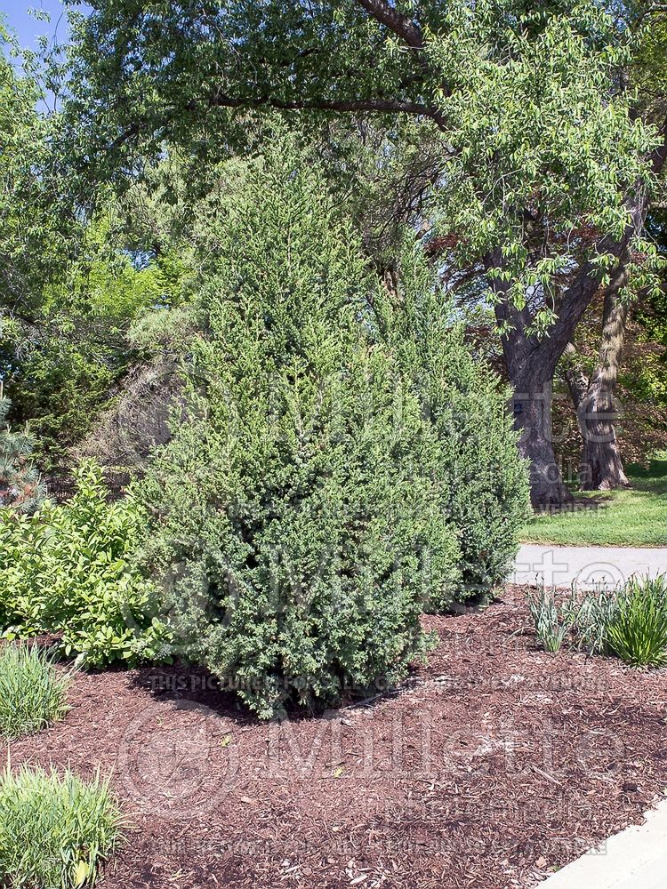 Juniperus Star Power (Juniper conifer) 1