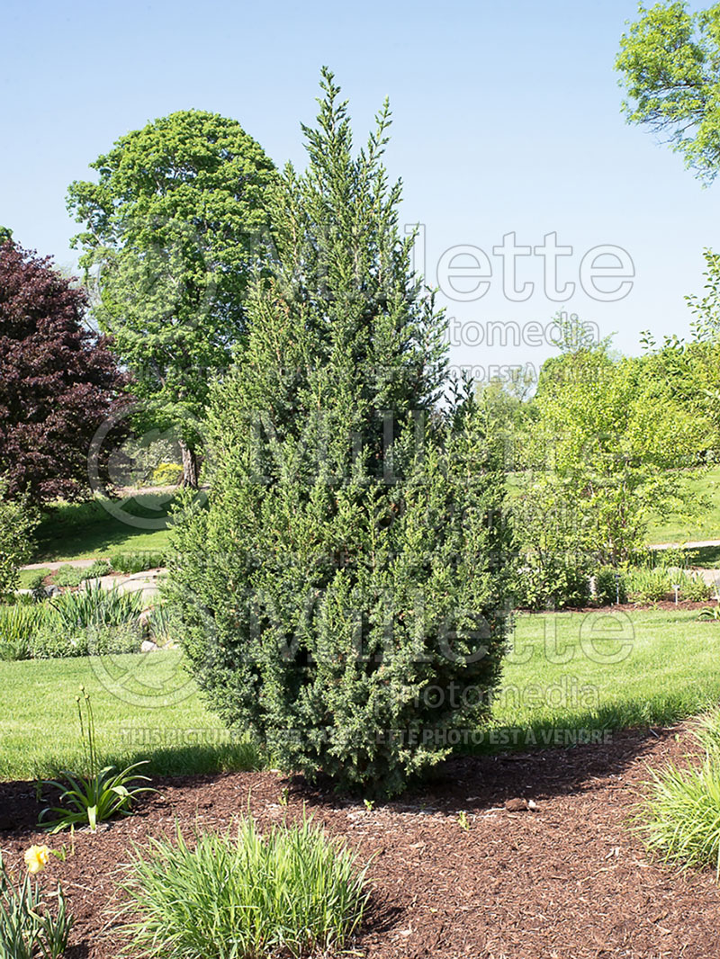 Juniperus Star Power (Juniper conifer) 2