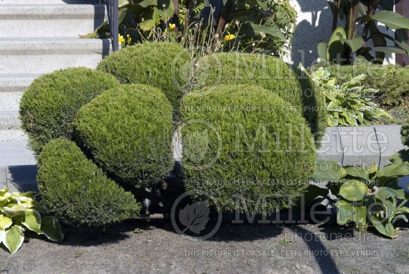 Juniperus - topiary in pompons (Juniper conifer) 6