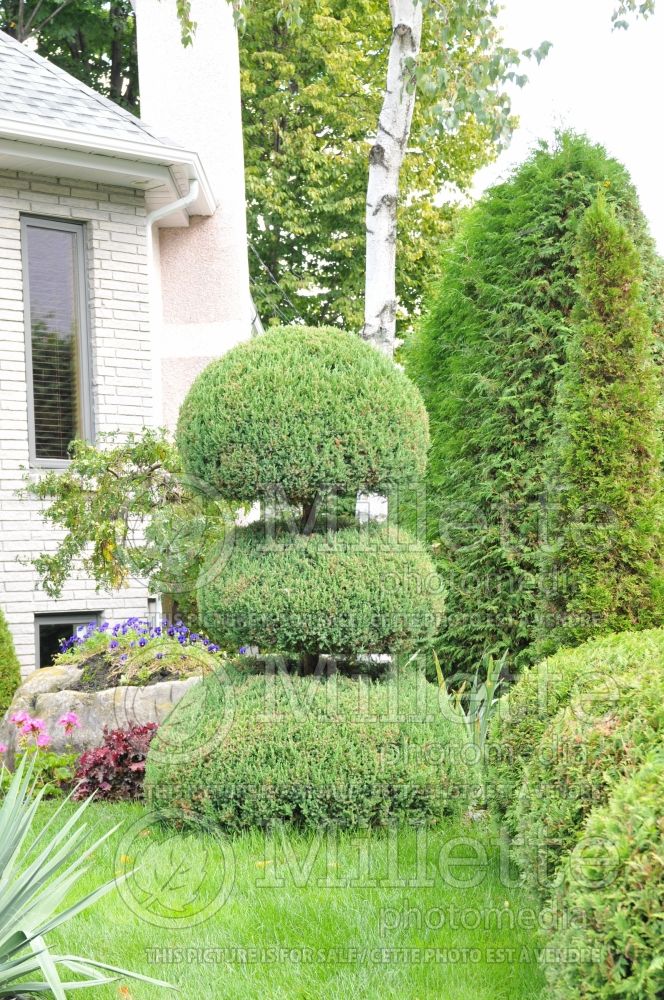 Juniperus - topiary (Juniper conifer) 9