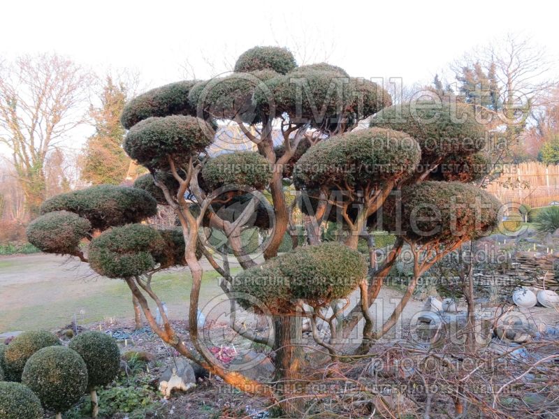 Juniperus - topiary (Juniper conifer) 13