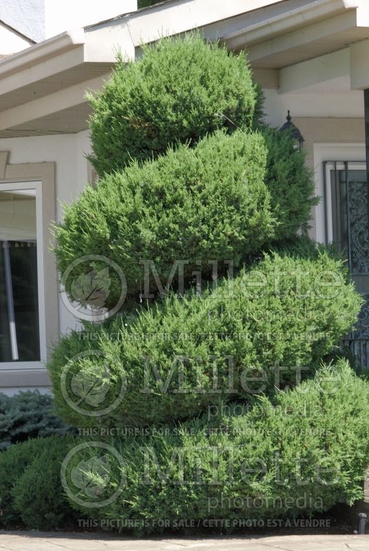 Juniperus - topiary in spiral (Juniper conifer) 7