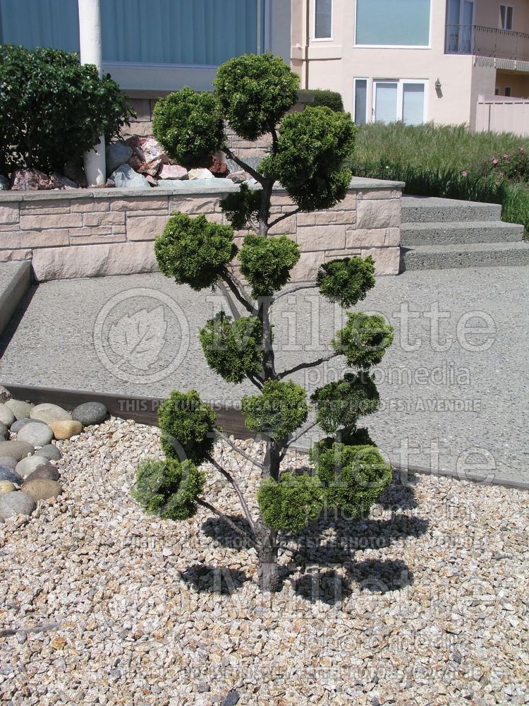 Juniperus - topiary (Juniper conifer) 16