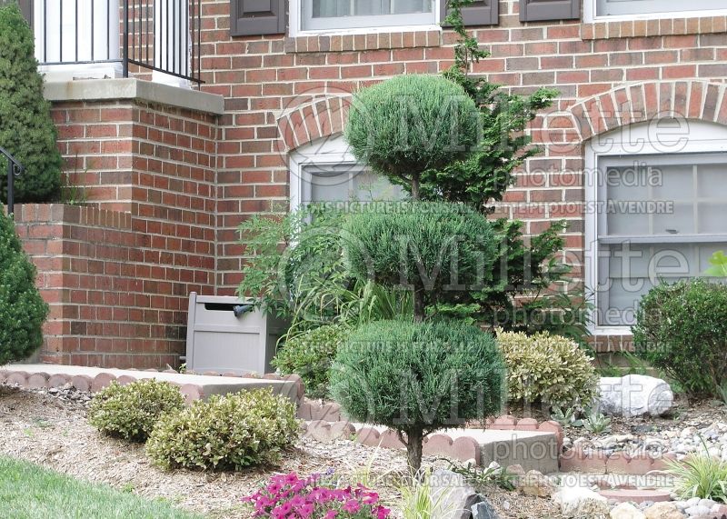 Juniperus - topiary (Juniper conifer) 15