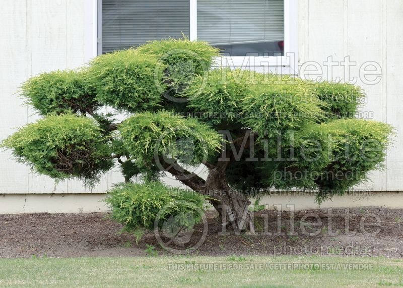 Juniperus - topiary (Juniper conifer) 17