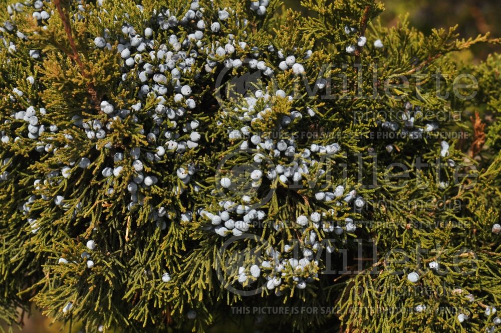 Juniperus virginiana (Juniper Eastern red cedar conifer) 5