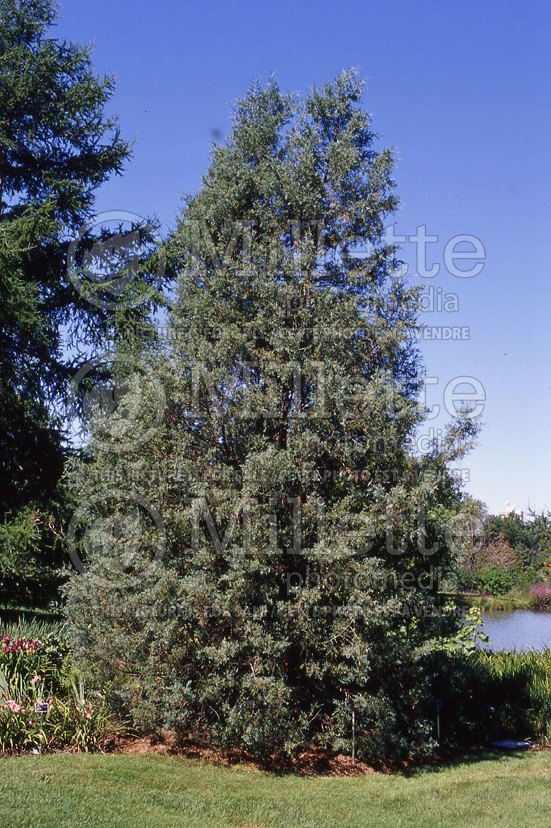 Juniperus virginiana (Juniper conifer) 1 