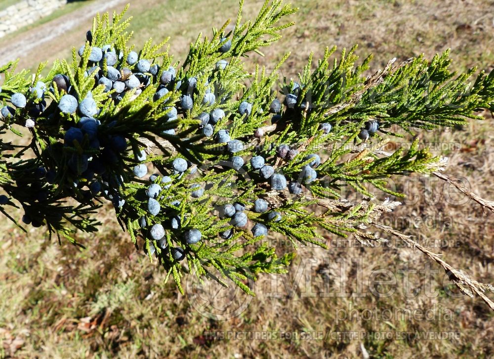 Juniperus virginiana (Juniper Eastern red cedar conifer) 4