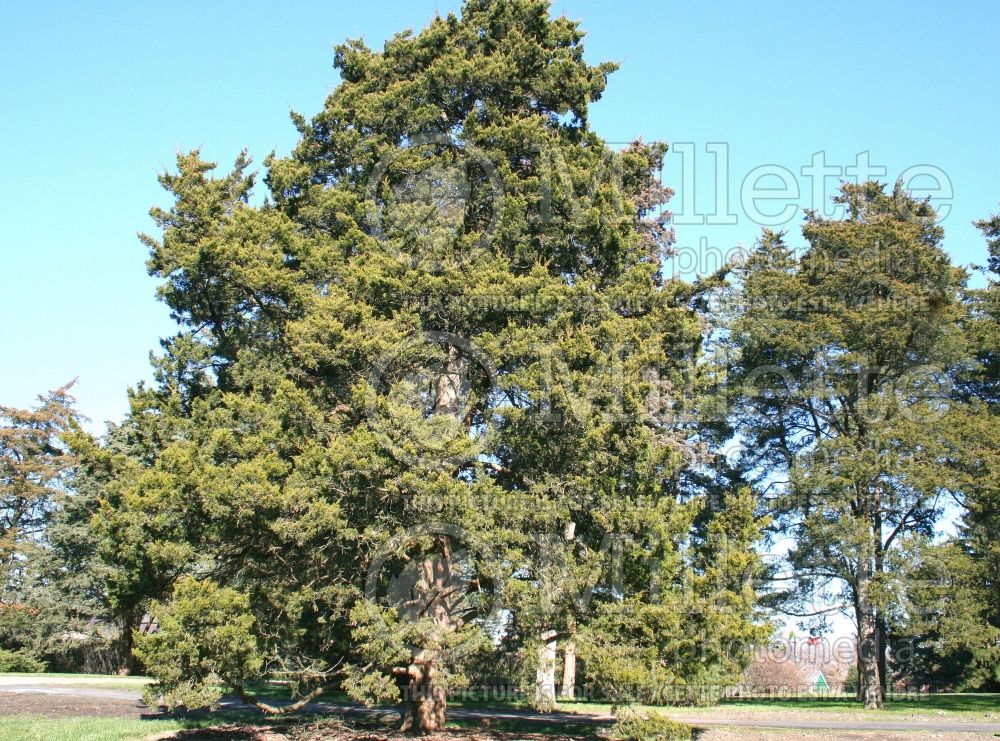 Juniperus Canaertii (Juniper conifer) 2