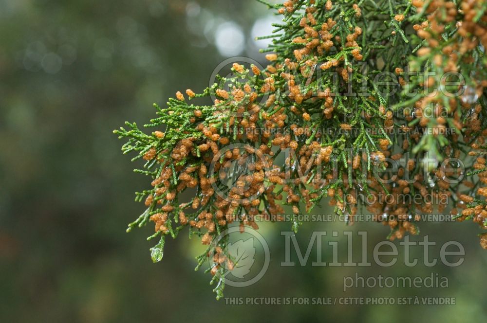 Juniperus virginiana (Juniper Eastern red cedar conifer) 6
