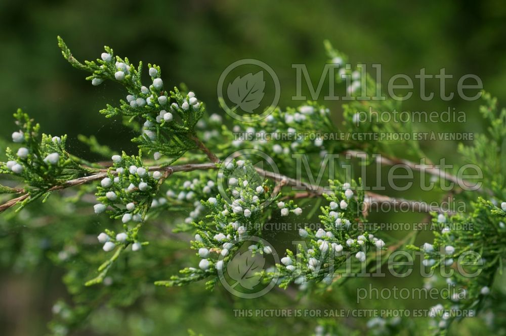 Juniperus virginiana (Juniper Eastern red cedar conifer) 7