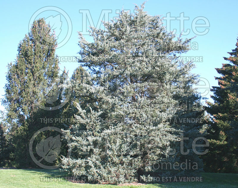 Juniperus Glauca (Juniper conifer) 1  