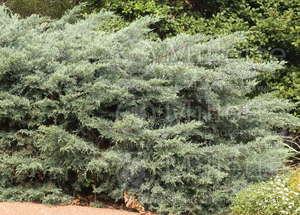Juniperus Grey Owl (Juniper conifer) 6