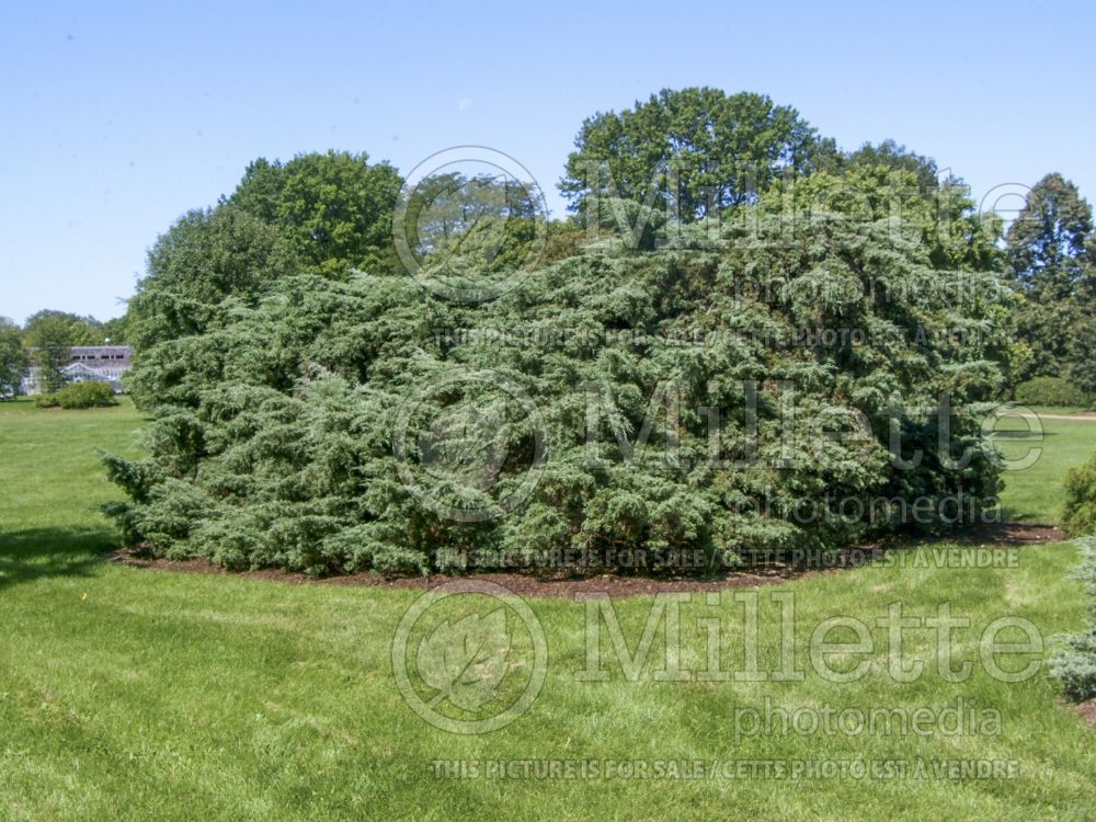 Juniperus Hetzii (Juniper conifer) 1