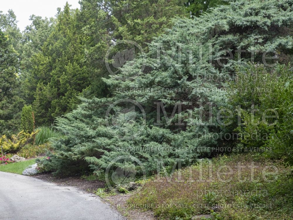 Juniperus Hetzii (Juniper conifer) 2
