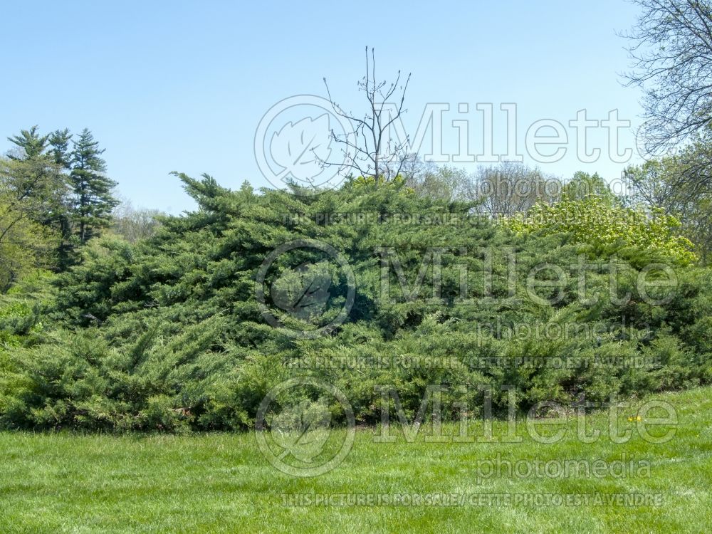 Juniperus Hetzii (Juniper conifer) 3