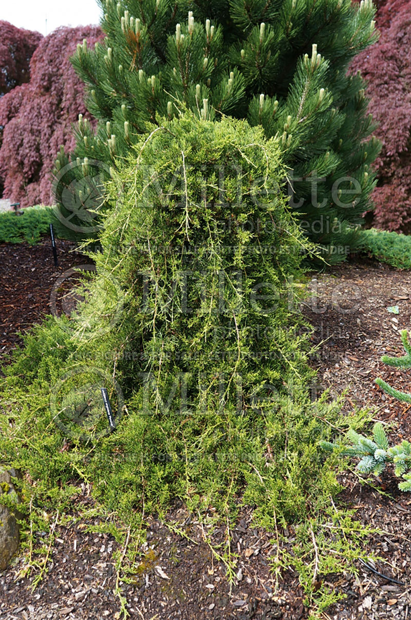 Juniperus Pendula (Juniper conifer) 1