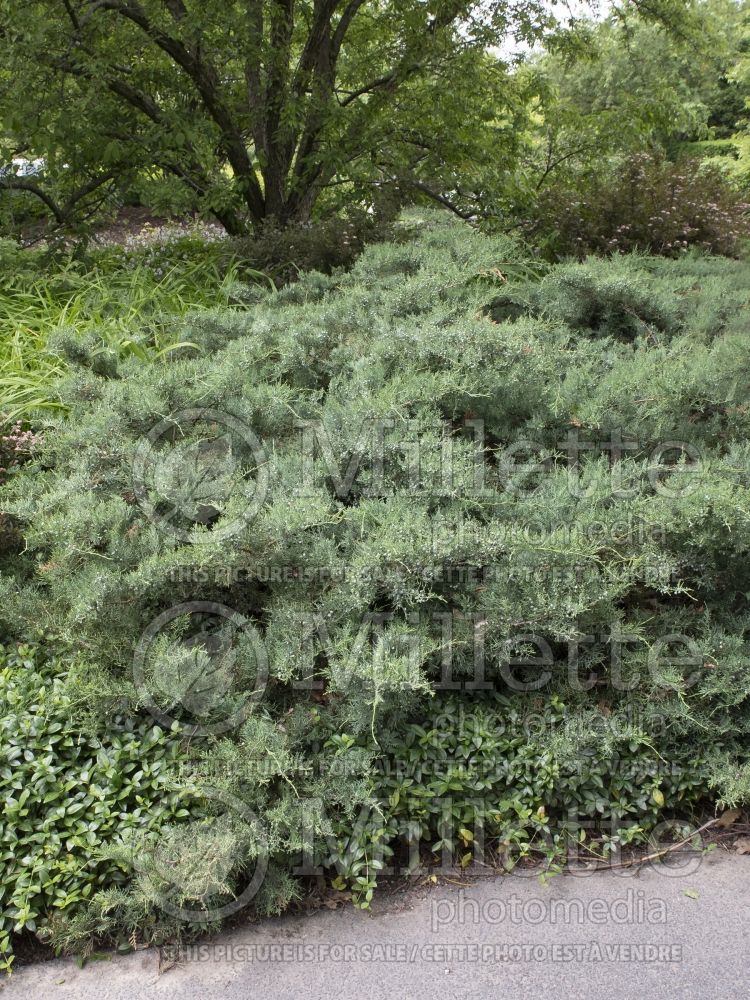 Juniperus Royo (Juniper Eastern red cedar conifer) 1