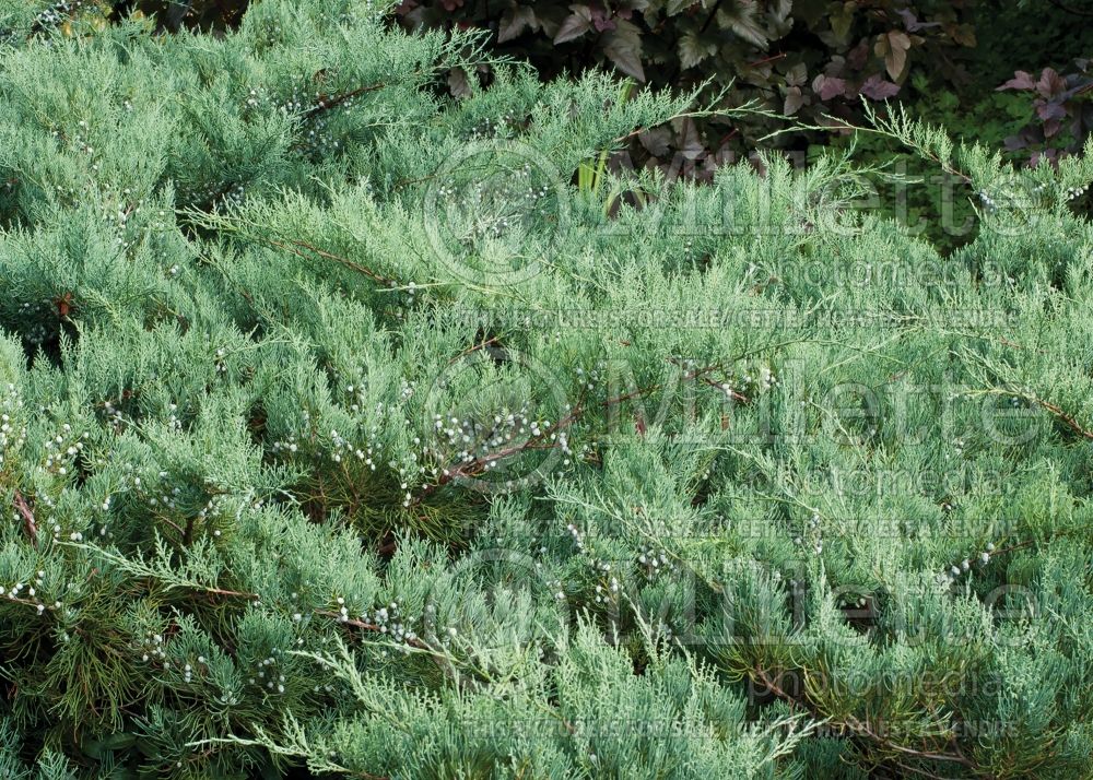 Juniperus Royo (Juniper Eastern red cedar conifer) 4