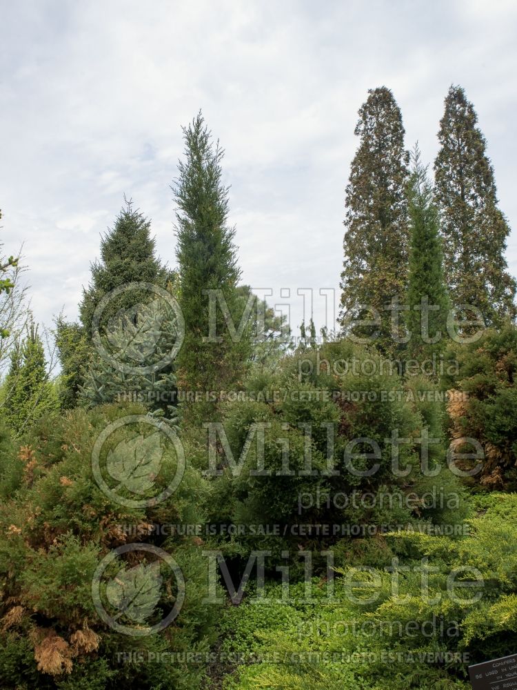 Juniperus Taylor (Juniper conifer) 1