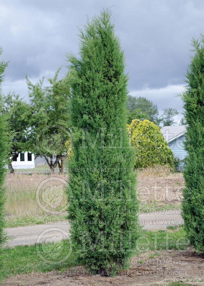 Juniperus Taylor (Juniper conifer) 5