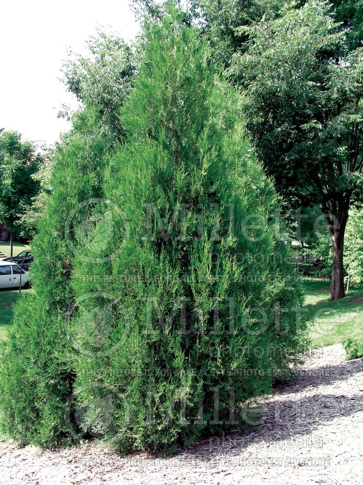 Juniperus virginiana (Juniper Eastern red cedar conifer) 9
