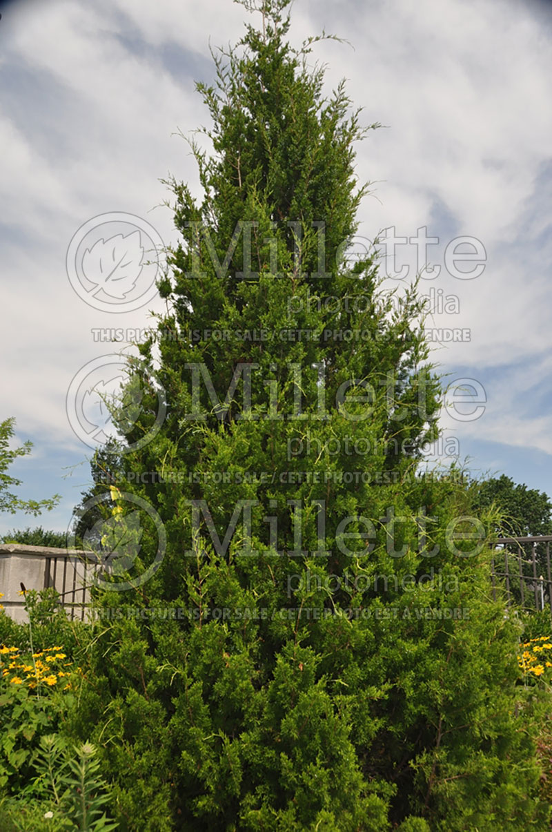 Juniperus Broddie (Juniper conifer) 1