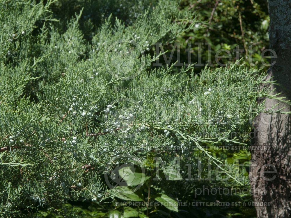 Juniperus Royo (Juniper Eastern red cedar conifer) 3