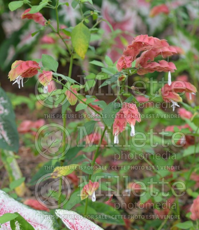 Justicia Red Pinecone (Shrimp Plant) 1 