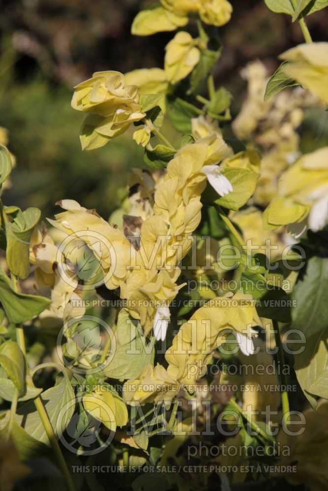 Justicia Chartreuse (Shrimp Plant) 1 