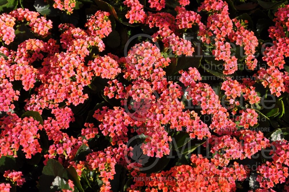 Kalanchoe Kerinci (Kalanchoe) 1 