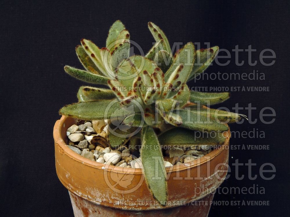 Kalanchoe Chocolate Soldier (Kalanchoe) 3 