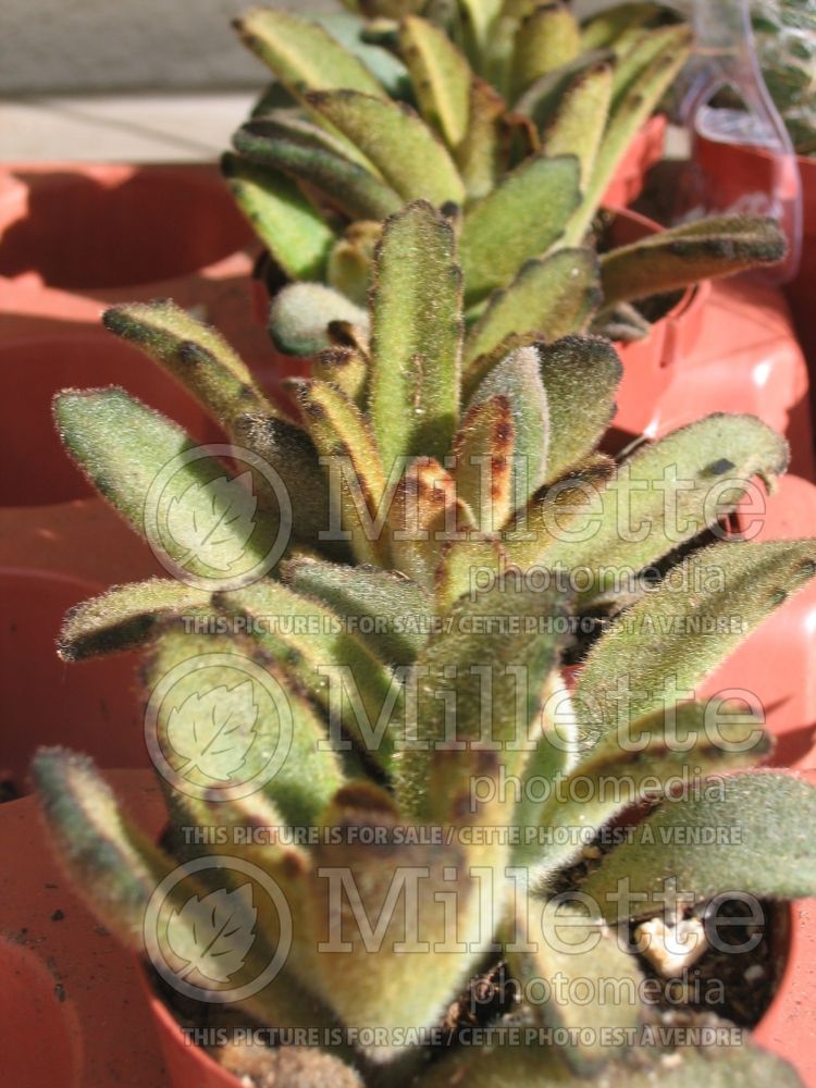 Kalanchoe Chocolate Soldier (Kalanchoe) 2 